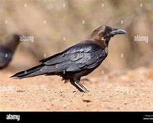 Image result for Raven Round and Brown Banging