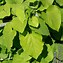 Aristolochia durior 的图像结果