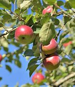 Image result for Snow Apple Tree