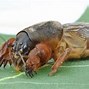 Image result for Mole Cricket Face Close Up