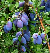 Image result for UK Tree with Small Green Soft Fruit