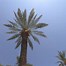 Image result for Free Palm Tree Background