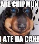 Image result for Derp Dog Meme