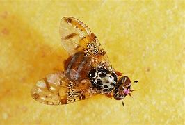 Image result for "mediterranean-fruit-fly"
