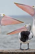Image result for Pet Pelican