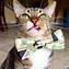 Image result for Cat with Money Meme