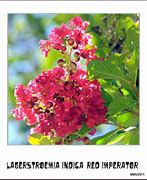 Image result for Lagerstroemia indica ENDURING RED