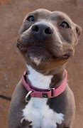 Image result for Happy Goofy Dog