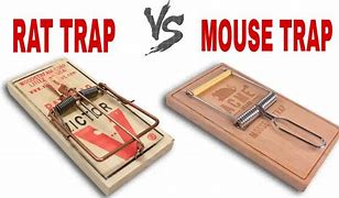 Image result for Rats vs Mouse Trap