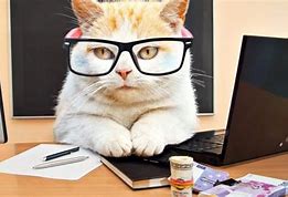Image result for Office Cat