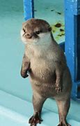 Image result for Otter Crying