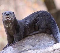 Image result for Snott Otter