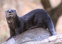 Image result for Otter Habitat Kit
