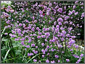 Image result for Thalictrum delavayi Hewitts Double