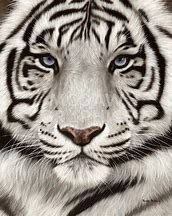 Image result for White Tiger Face Drawing