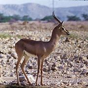 Image result for Gazelle Running