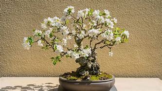 Image result for Bonsai Apple Tree