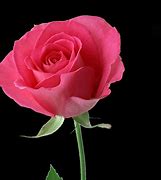 Image result for Beautiful Red Rose Flower Wallpaper