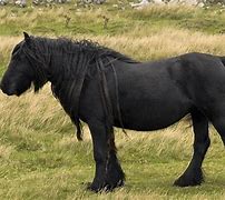 Image result for Ancient Breed of English Horses
