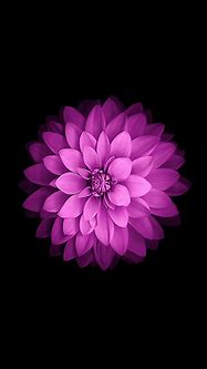 Image result for Flower iPhone 6s Wallpaper