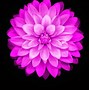 Image result for Purple Flower iPhone Wallpaper