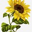 Image result for Cute Cartoon Sunflower