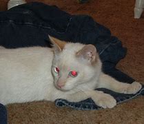 Image result for Red Glowing Eyes Meme