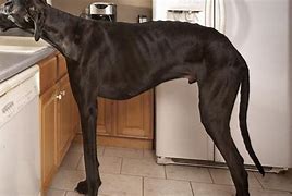 Image result for 12 Inches Dog