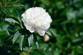 Image result for Paeonia lactiflora Wladyslzava