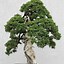 Image result for Juniperus procumbens Nana