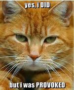 Image result for Orange Cat Staring Meme