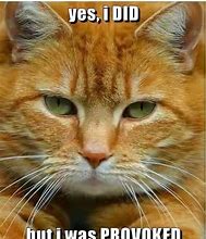 Image result for My Breed of Cat Is Orange Meme