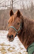 Image result for Free Morgan Horses