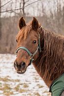 Image result for Morgan Horse