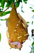 Image result for Rainbow Fruit Bat
