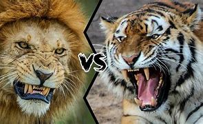Image result for Lion vs Tiger