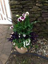 Image result for Calla Lily in Rock Garden Ideas