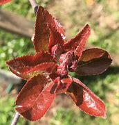Image result for Leaves of an Red Apple Tree