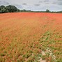Image result for The Field of Poppies