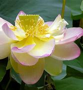 Image result for Big Lotus Flower