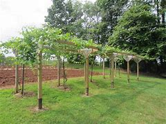 Image result for What Are Those Racks That Hold Vines