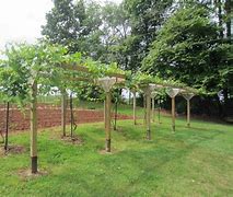 Image result for What Are Those Racks That Hold Vines