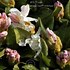 Image result for Rhododendron Cunningham White