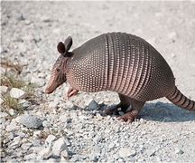 Image result for Armadillo Meme T-shirt