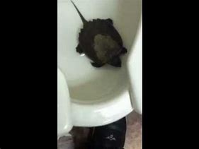 Image result for Turtle Using the Toilet