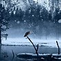 Image result for Water Wolf Wallpaper