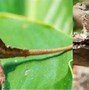 Image result for Black and Green Anole Lizard