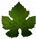 Image result for Grape Leaf Shape