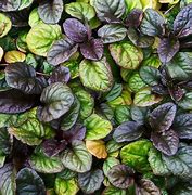 Image result for Red Leaf Ground Cover
