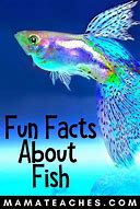 Image result for Facts About Fish